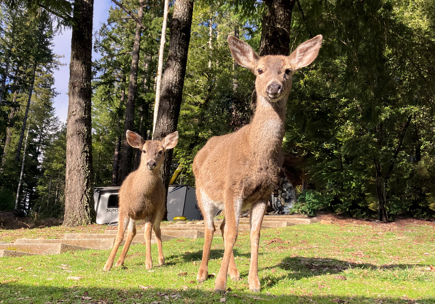 deer on the property