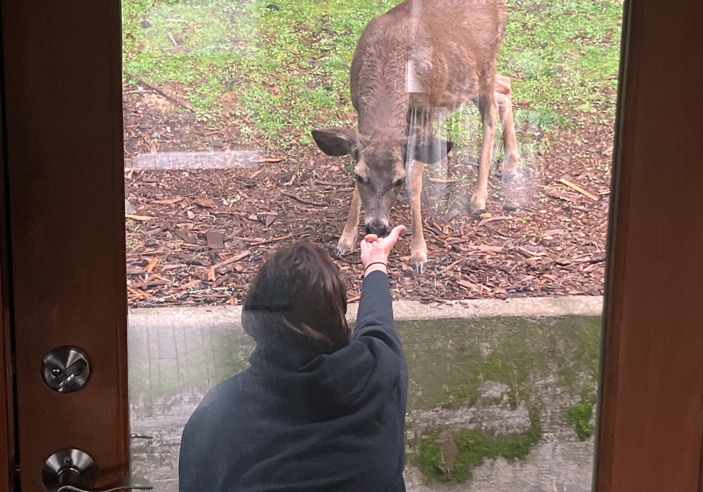 deer by the front door