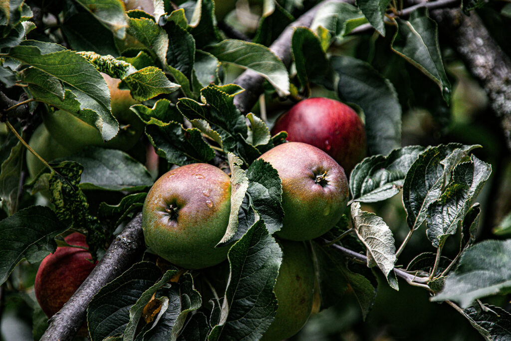 a group of apples on a tree