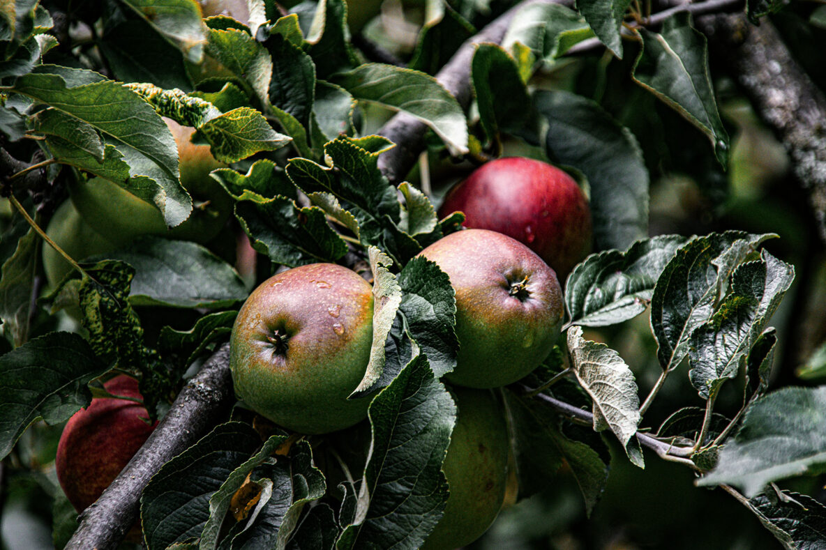 a group of apples on a tree