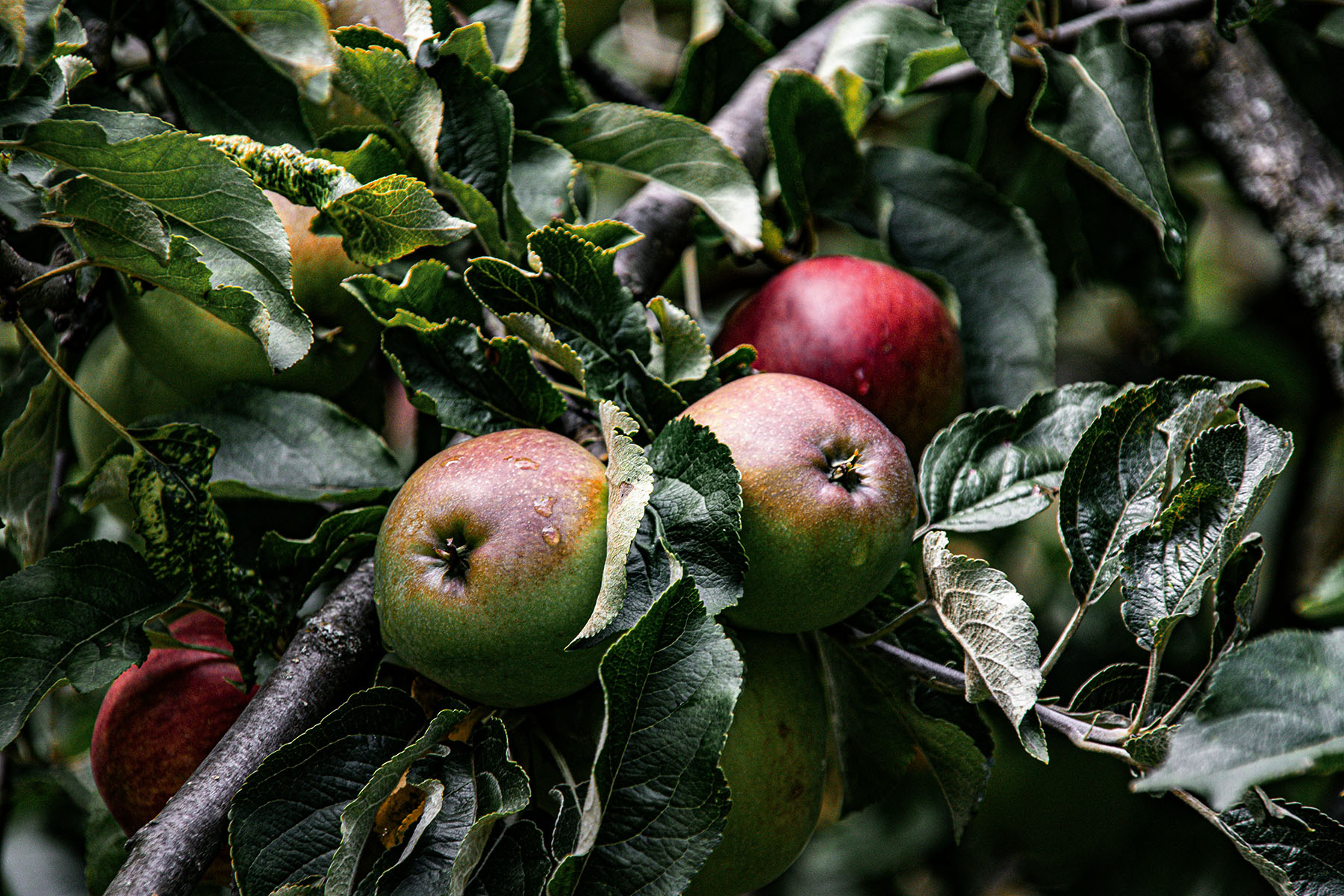 Featured image for “The Missing Piece in Psychedelic Integration: Nutrition”