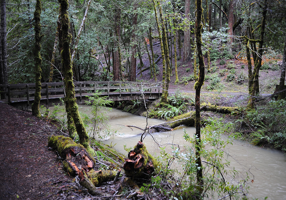 the creek running through The Living Lodge